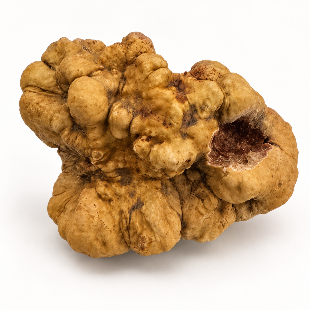 143g-rare-find-tuber-magnatum-white-truffle-with-distinctive-lobes-and-visible-cut-area