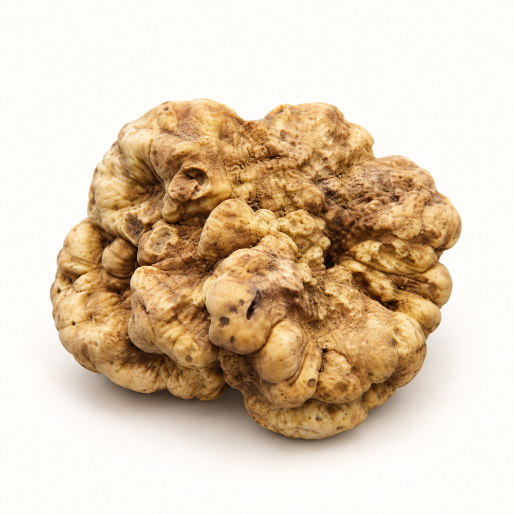 Luka’s 176 g white truffle from Istria, Croatia, unearthed October 28, 2026