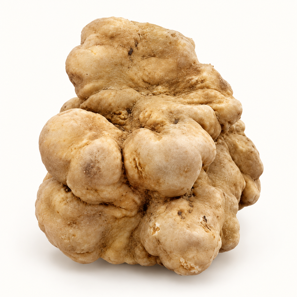 Individual 229 g white truffle with rounded natural lobes on a warm-white background