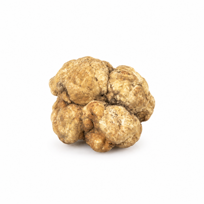Whole Silken White truffle with naturally lobed skin on a white background2