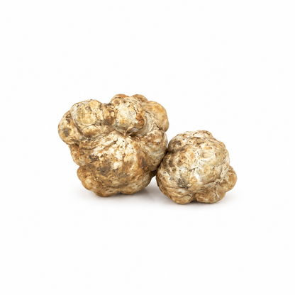 Two whole Silken White truffles, Tuber panzhihuanense, centered on white1
