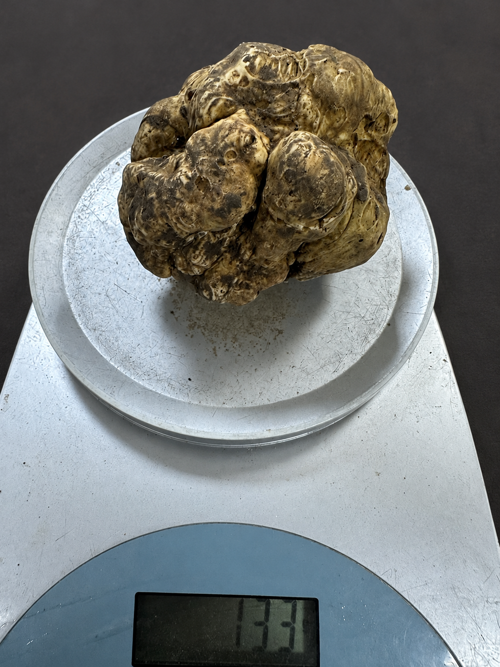 Vardar Valley white truffle resting on a scale