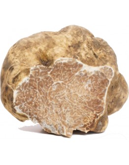 Fresh white truffles Tuber Magnatum Big size