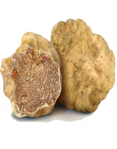 Fresh white truffles Tuber Magnatum pico Huge size Types of truffles, Fresh Tuber Magnatum image