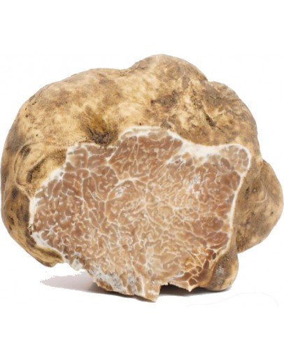 Showing image for Fresh white truffles Tuber Magnatum 1st class Fresh white truffles Tuber Magnatum Big size Types of truffles, Fresh Tuber Magnatum image