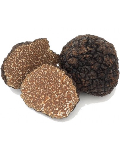 Fresh black Burgundy truffles Uncinatum A-grade image