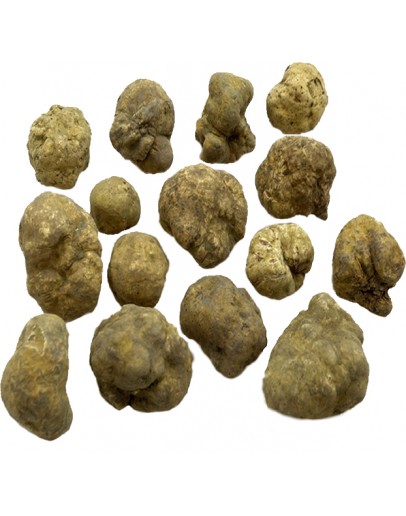 Showing image for Fresh white truffles Tuber Magnatum pico 3 rd class Fresh white truffles Tuber Magnatum pico 3rd class Types of truffles, Fresh Tuber Magnatum image
