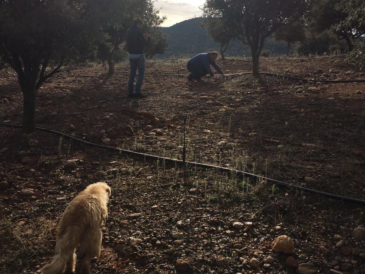 Revitalizing rural economies with truffle cultivation