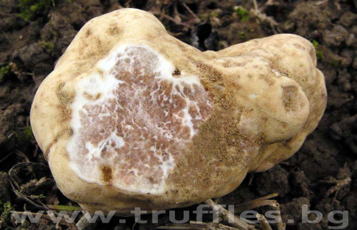 Tuber Magnatum